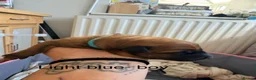 Mixed Breed dogs for sale: Belgian mali cross puppies  - Advert 4