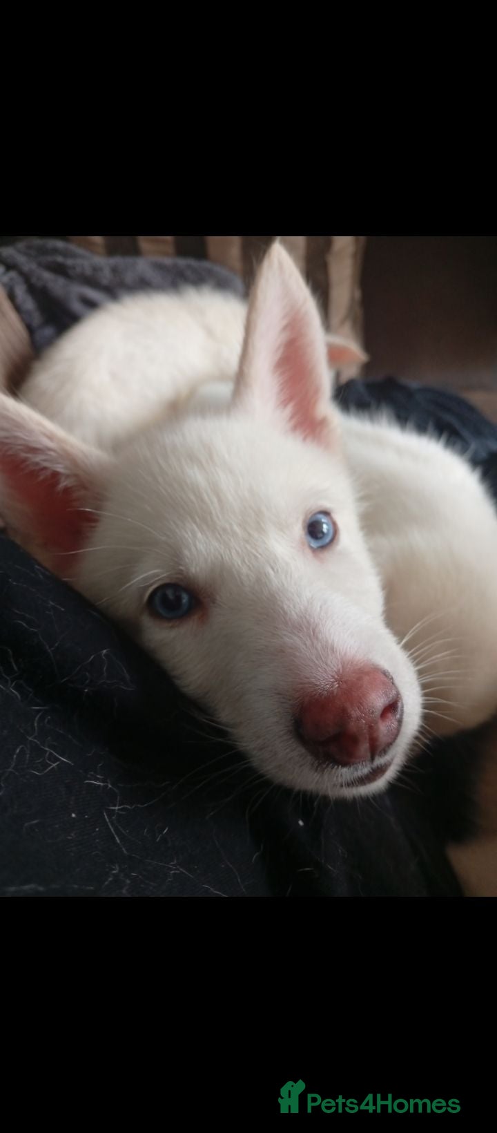 Siberian Husky dogs 2 LEFT REDUCED Stunning Siberian Husky Puppies - Advert 2