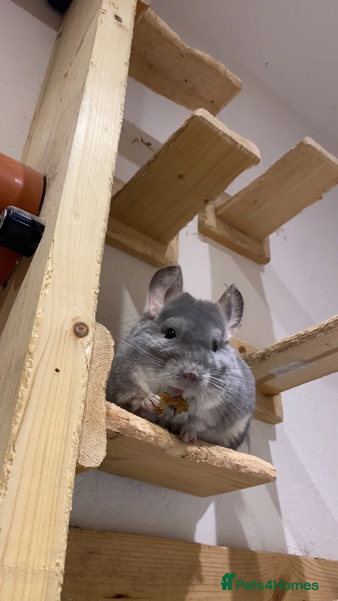 Chinchilla rodents for sale: Tofu looking for a loving new home in Bristol - Advert 2