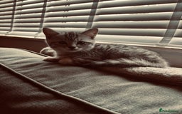 Brazilian Shorthair cats for sale: Silver tipped BSH *one girl left* - Image 10