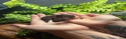 Gecko reptiles for sale: African Fat Tailed Gecko - Advert 10