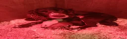 Cocker Spaniel dogs for sale: KC REGISTERED COCKERS - Advert 12
