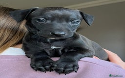 Italian Greyhound dogs for sale: 🐾kc registered Italian greyhound puppies 🐾 - Image 32