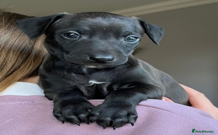 Italian Greyhound dogs - Advert 5