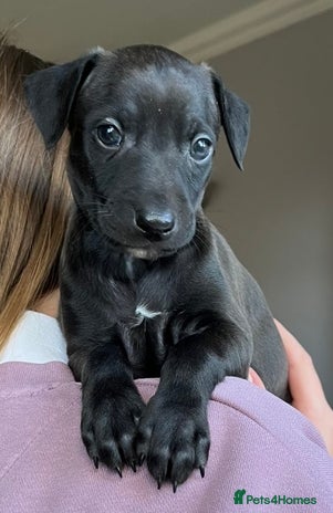 Italian Greyhound dogs - Advert 5