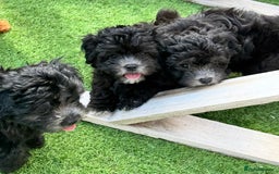 Maltipoo dogs for sale: 🩵Last Top Quality Rare Korean/Asian F1 Maltipoo🩵 in Bathgate - Image 26