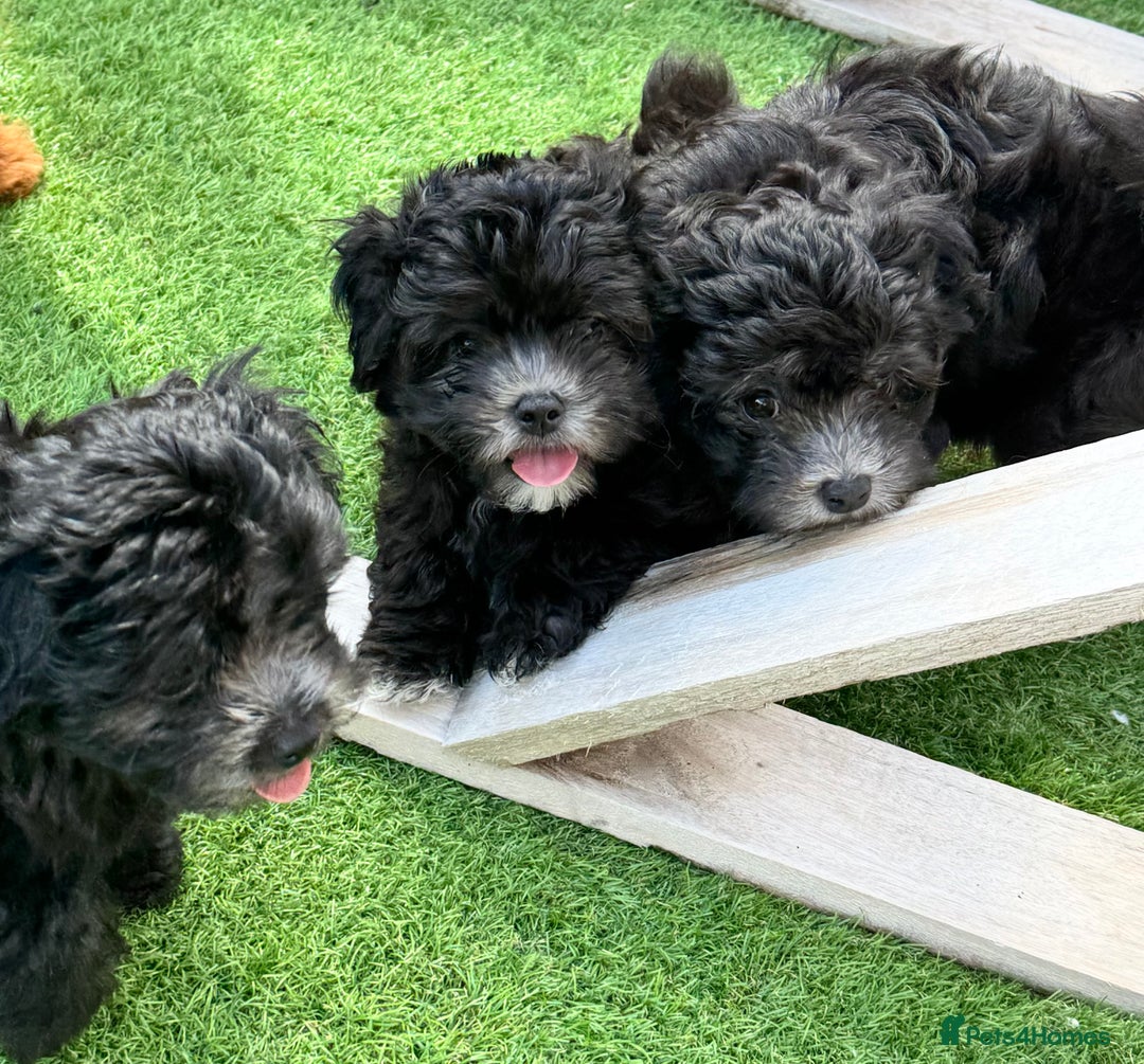 Maltipoo dogs for sale: 🩵Last Top Quality Rare Korean/Asian F1 Maltipoo🩵 in Bathgate - Image 26