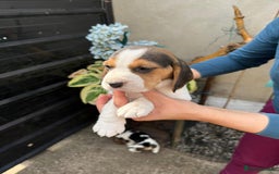 Beagle dogs for sale: Beagle puppies ready soon💕 - Image 21