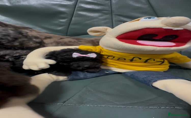 Cockapoo dogs - Advert 1