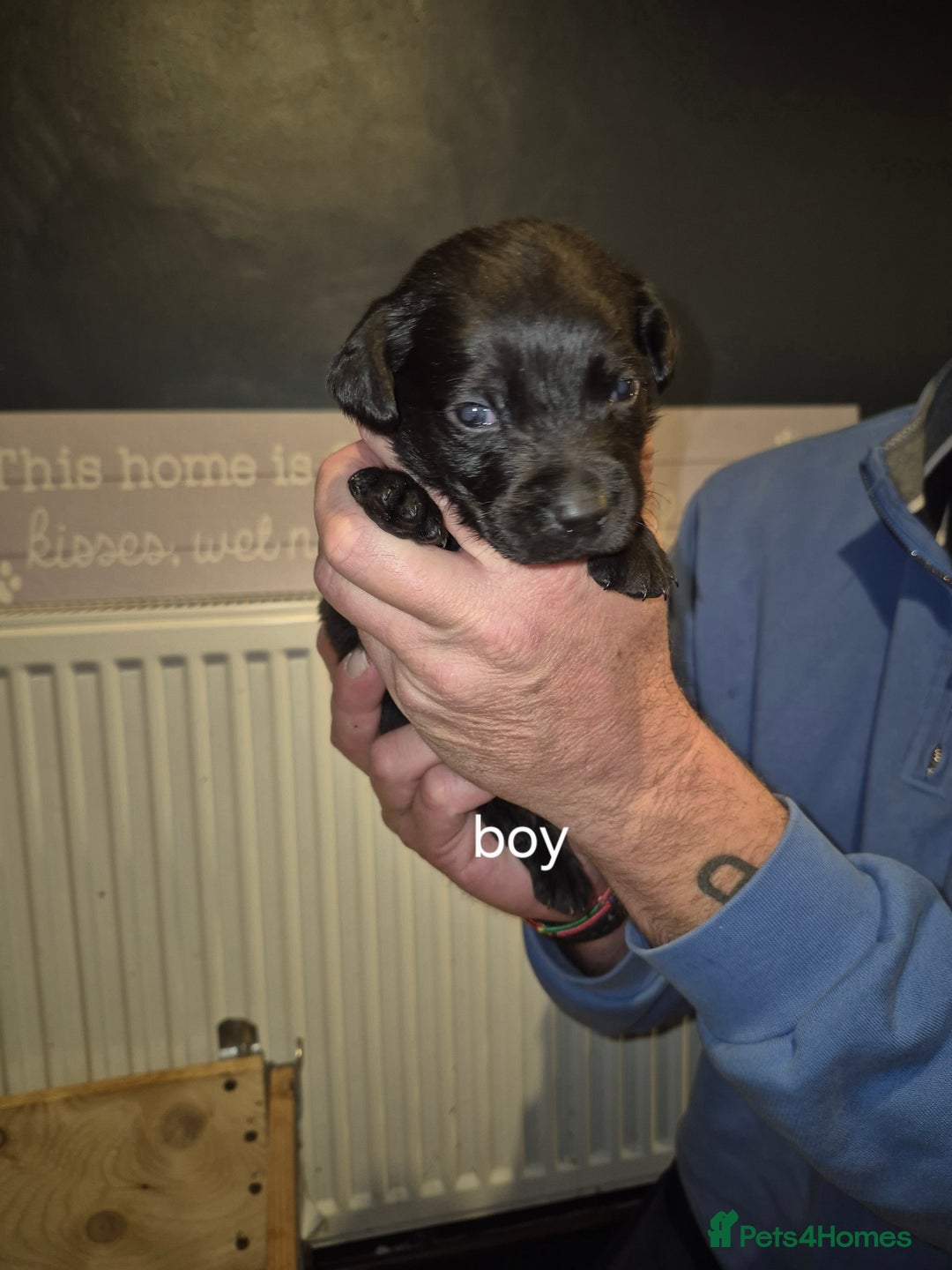 Labrador Retriever dogs for sale: 4 labrador puppies - Image 3