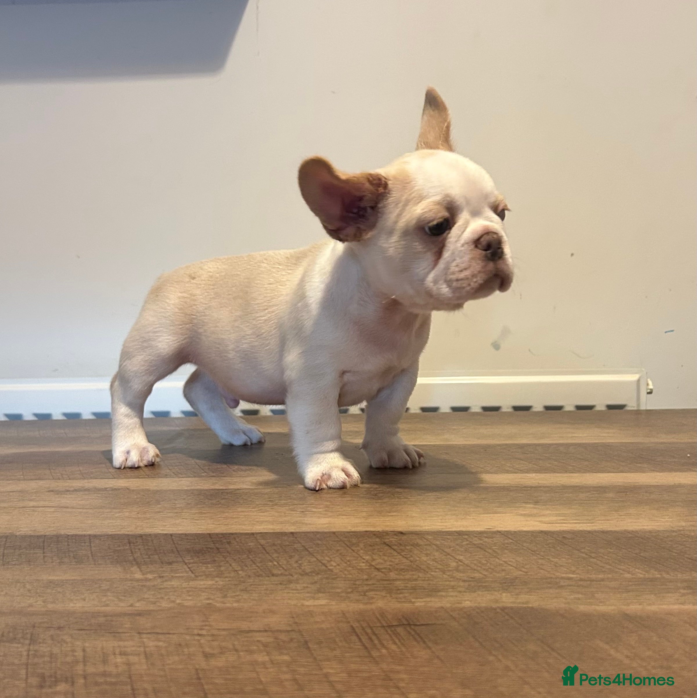 French Bulldog dogs French bulldog puppies  - Advert 2
