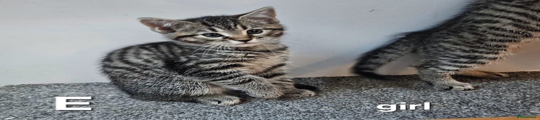 Maine Coon Kitten 3