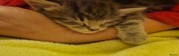 Mixed Breed cats for sale: Part Maine Coon - Advert 22