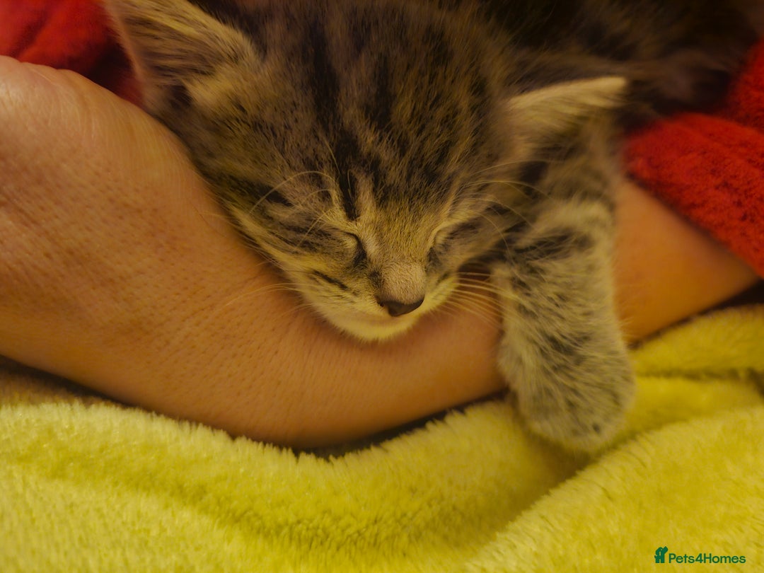 Mixed Breed cats for sale: Part Maine Coon - Advert 22