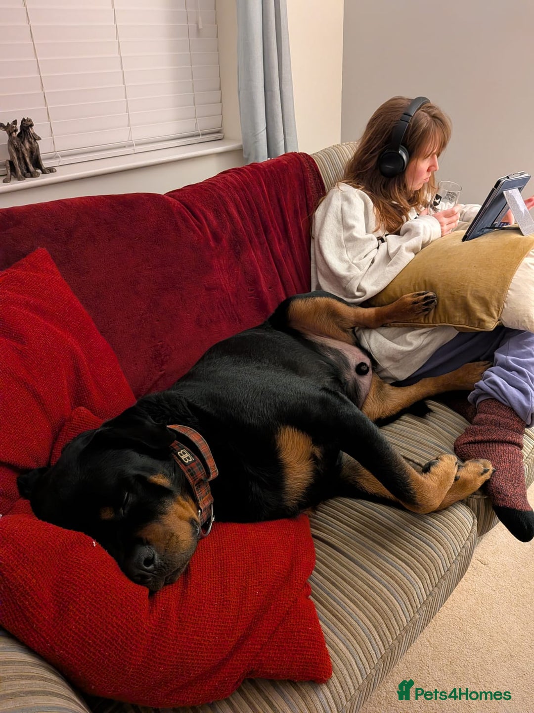 Rottweiler dogs for sale: DEXTER, 5th Gen KC registered adult Rottweiler dog - Advert 5