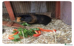 Guinea Pig rodents for sale: GIRLS AND BOYS (SINGLES AND BONDED  - Image 9
