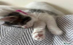 British Longhair cats for sale: Stunning friendly kittens - Image 20