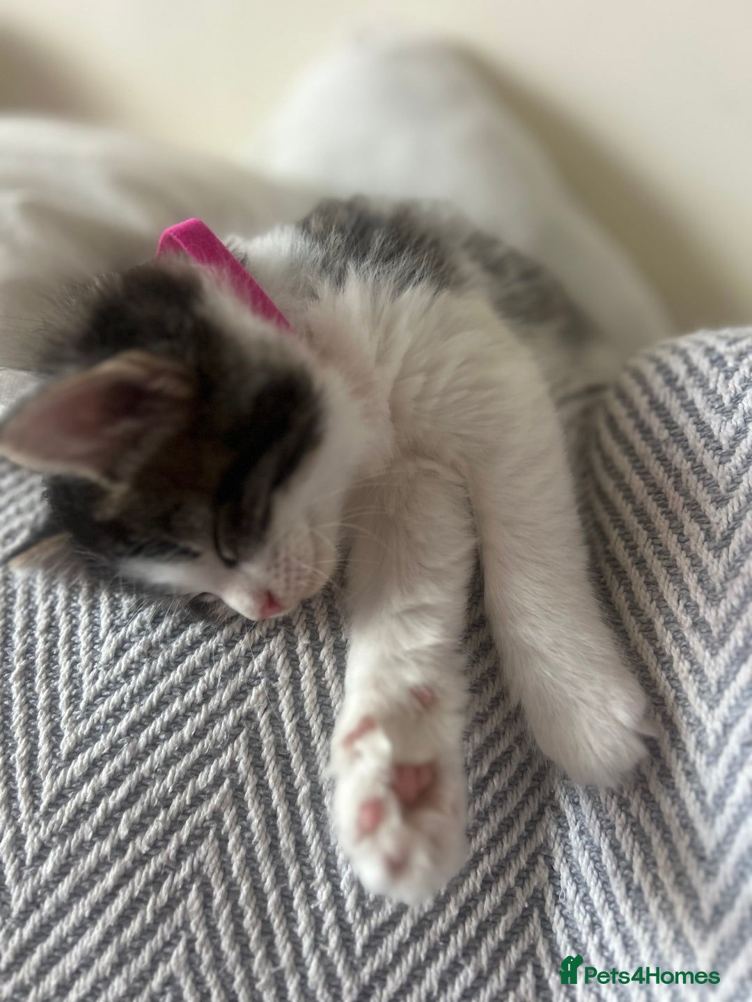 British Longhair cats for sale: Stunning friendly kittens - Image 20