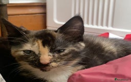 Mixed Breed cats for sale: Playful Kittens 🐾 (Please Read Description) - Image 1