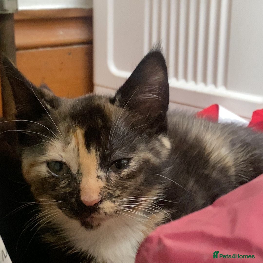 Mixed Breed cats for sale: Playful Kittens 🐾 (Please Read Description) - Image 1