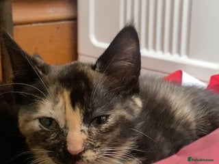 Mixed Breed cats - Advert 9