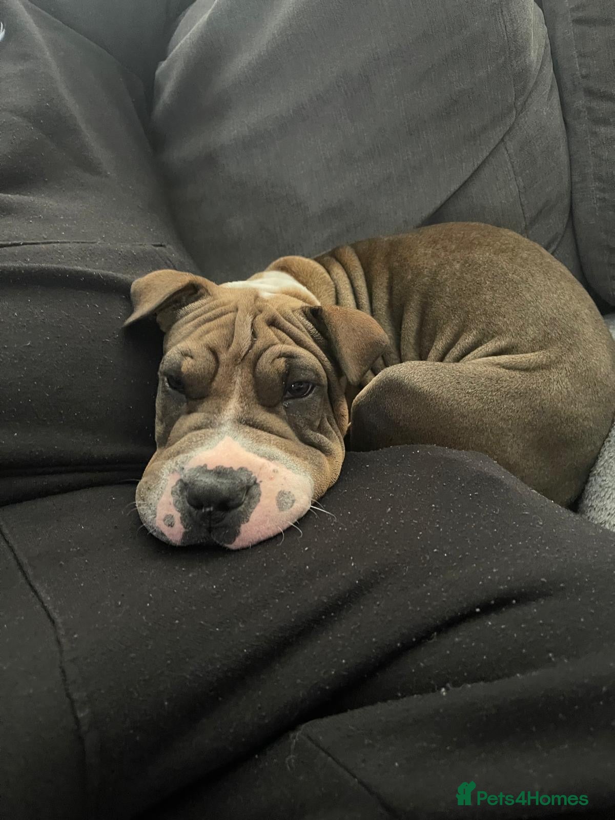 Mixed Breed dogs Shar pei cross American bulldog  - Advert 3