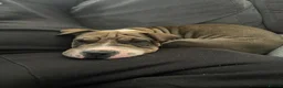 Mixed Breed dogs for sale: Shar pei cross American bulldog  - Advert 1