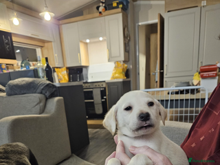 Labrador Retriever dogs *** one gorgeous golden boy left *** - Advert 1