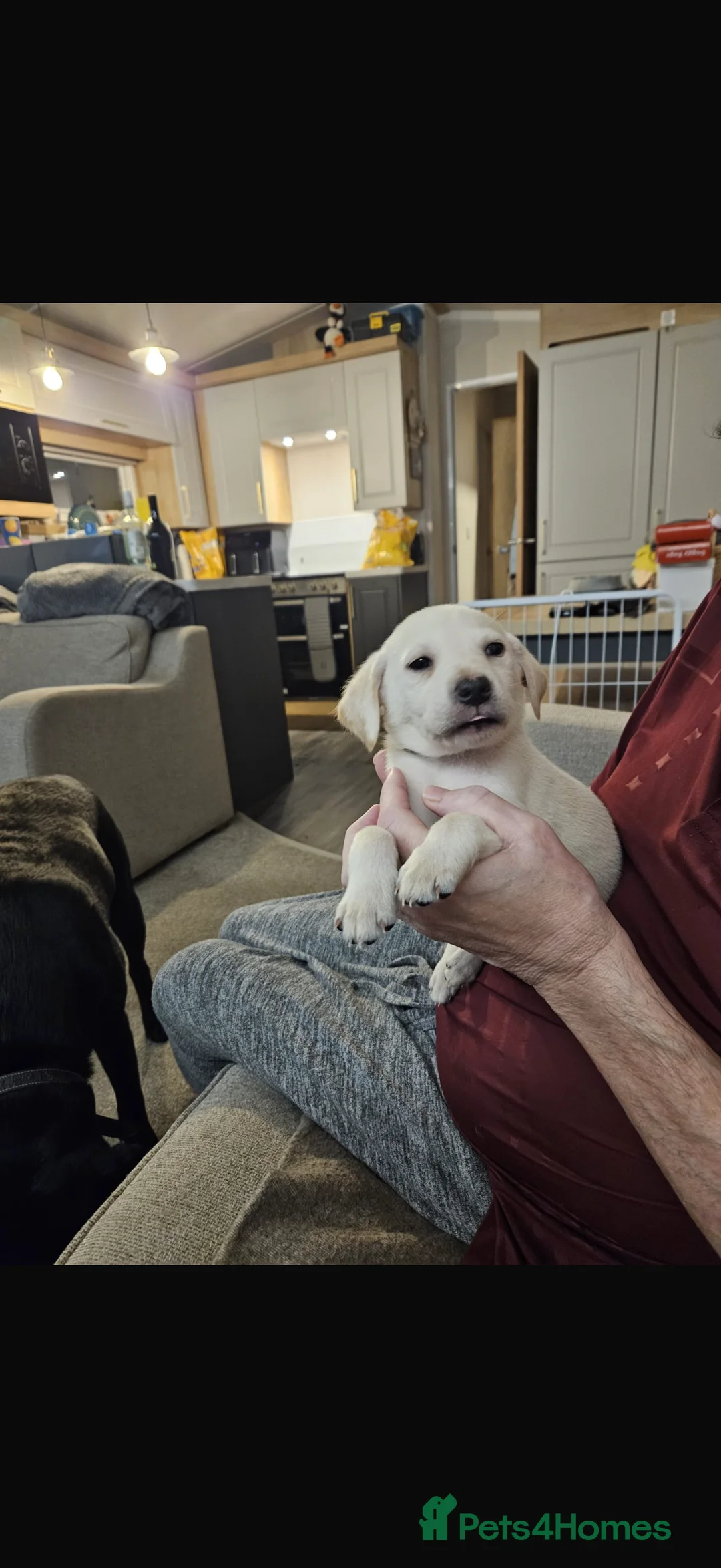 Labrador Retriever dogs for sale: *** ALL PUPS RESERVED ** - Advert 1