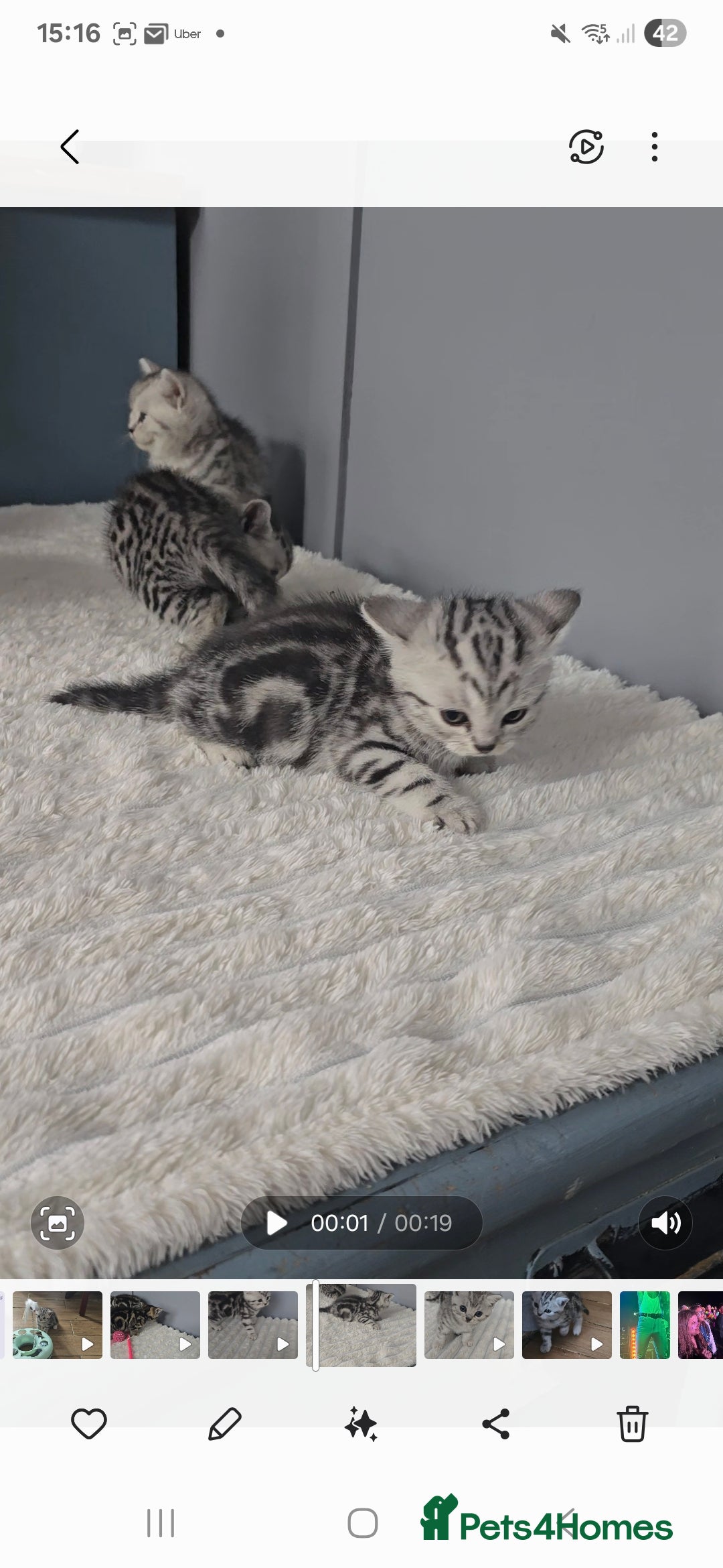 British Shorthair cats for sale: Beautiful gccf registered bsh kittens  - Image 14
