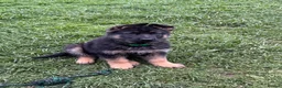 German Shepherd dogs for sale: 🐾Ready to leave Kc reg German shepherd puppies🐾 - Advert 4