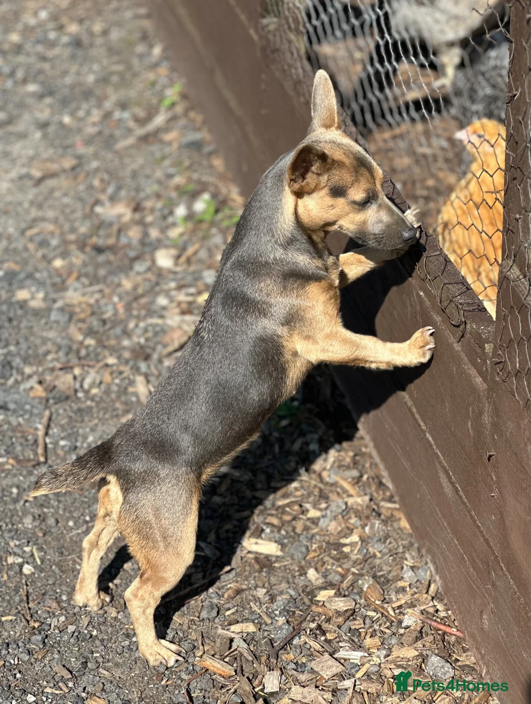 Jack Russell dogs for sale: Miniature Jack Russell Pups - Lilac & Tan - Advert 2