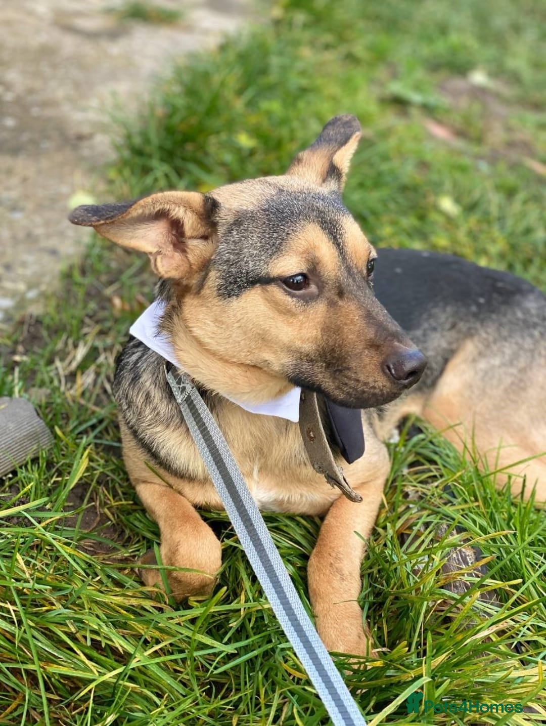 Mixed Breed dogs for adoption: 💙🐶 MOZART 🐶💙 - Advert 12