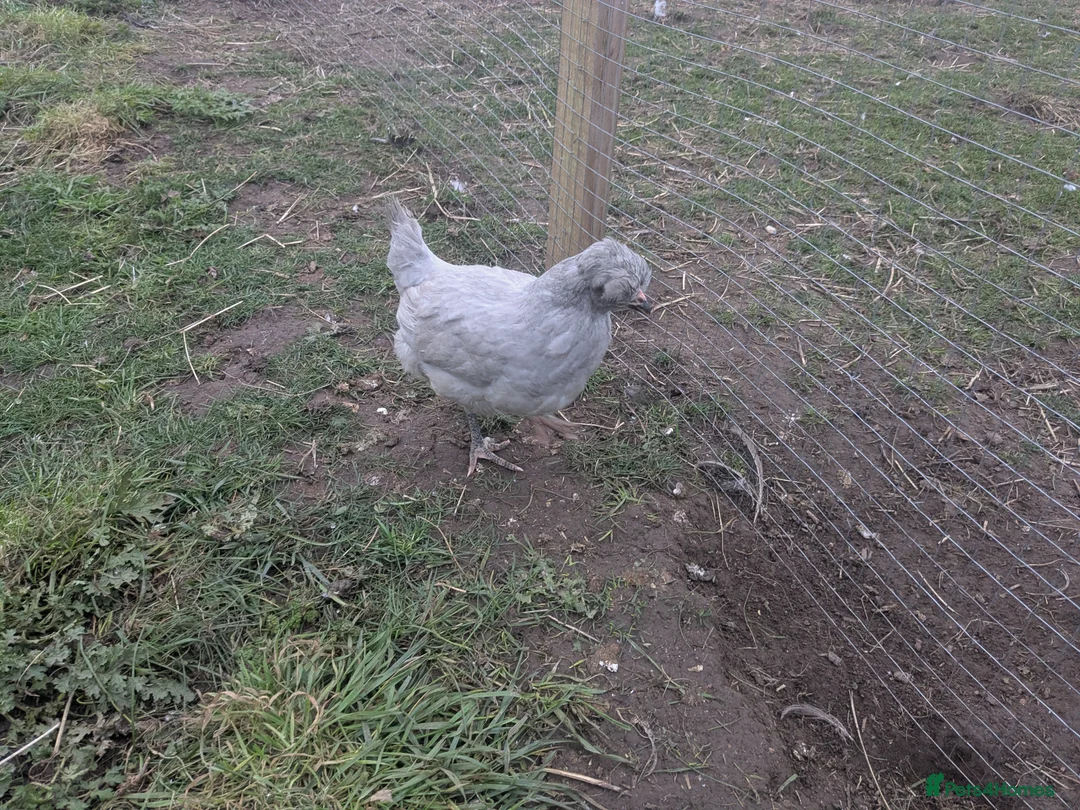 Geese poultry for sale: Call ducks, Light Sussex, Faverolle, Aracaunas,Wel - Advert 15