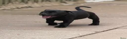 Staffordshire Bull Terrier dogs for sale: Health Tested KC Staffordshire Bull Terriers - Advert 25
