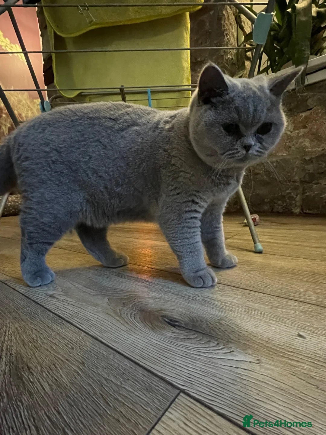 British Shorthair cats for sale: Beautiful British Blue  - Advert 9