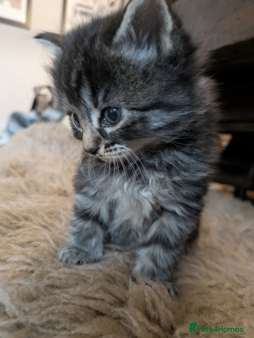British Longhair cats for sale: Beautiful Kittens  in Bedford - Advert 21