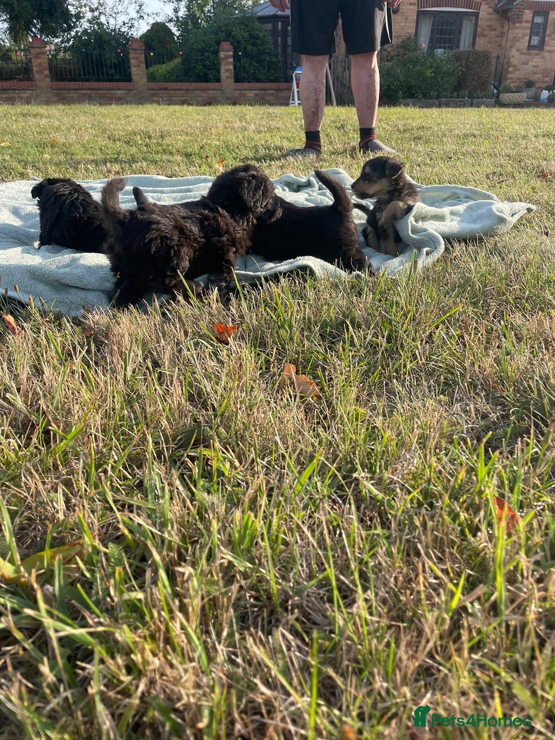 Mixed Breed dogs for sale: Foxypoo puppies for sale  - Image 17