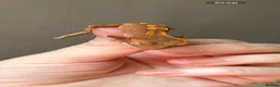 Gecko reptiles for sale: Crested gecko babies  - Advert 18