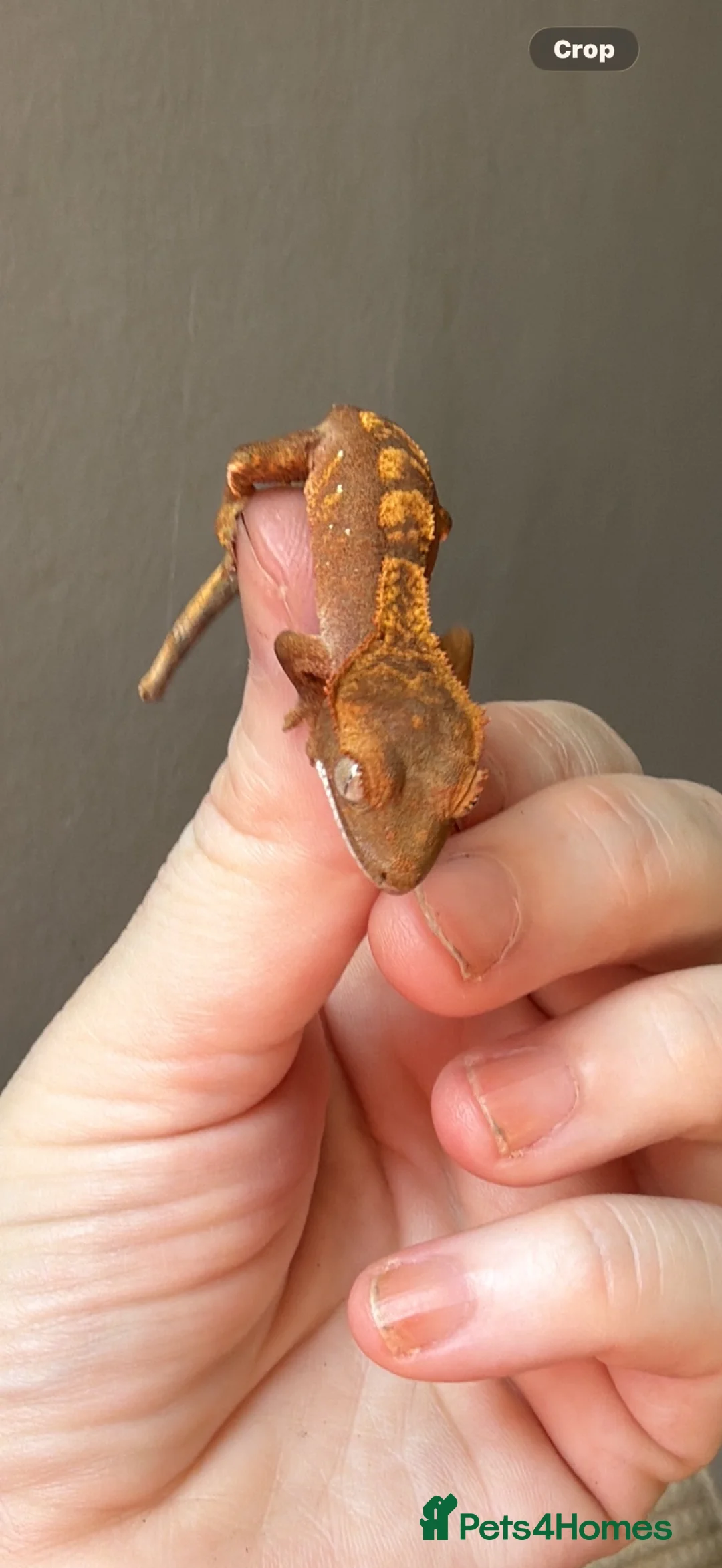 Gecko reptiles for sale: Crested gecko babies  - Advert 18