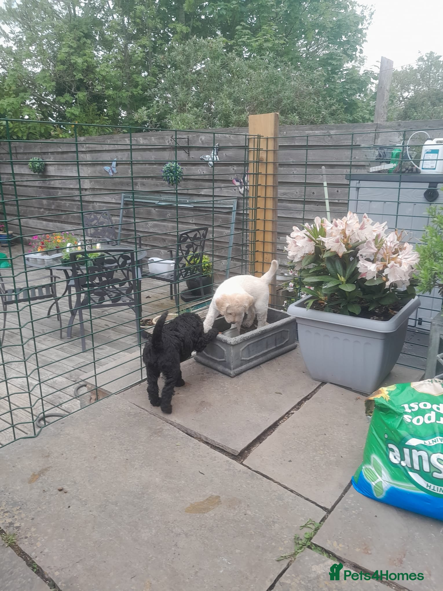 Goldendoodle dogs Goldendoodle puppies for sale - Advert 2
