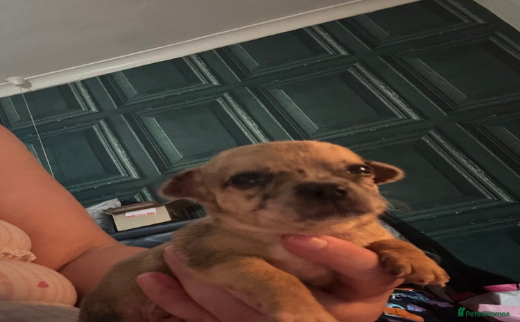Chihuahua dogs - Advert 1