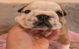English Bulldog dogs for sale: Traditional British bulldogs pet only homes  - Image 3