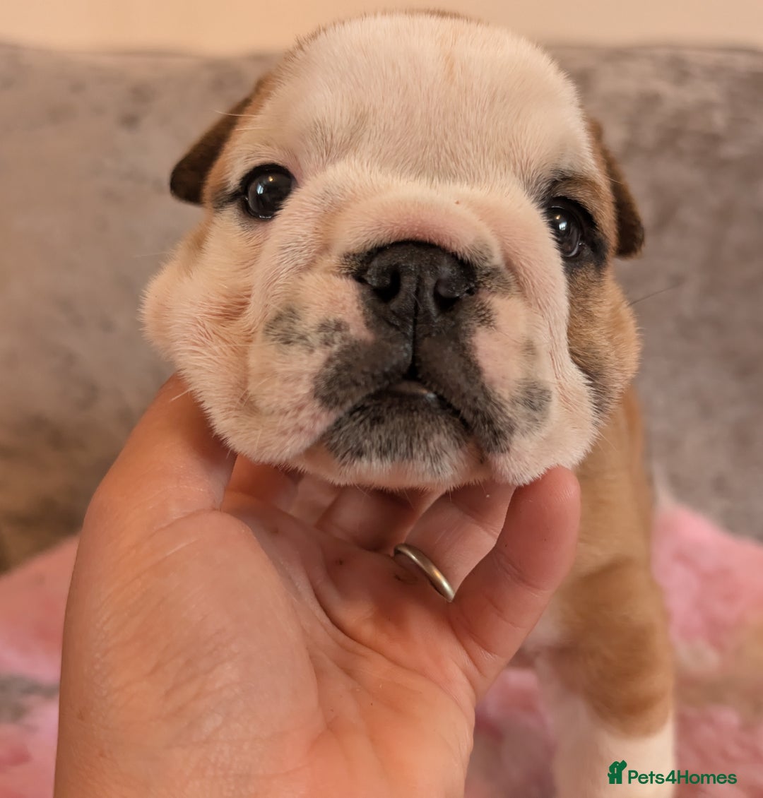 English Bulldog dogs for sale: Traditional British bulldogs pet only homes  - Image 3