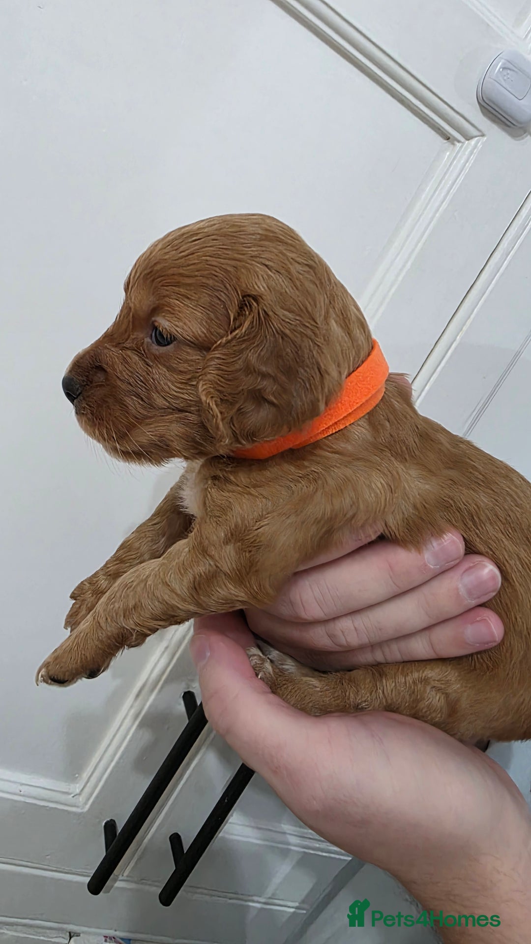 Cocker Spaniel dogs for sale: Working Cocker spaniel puppies - Advert 17