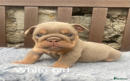 English Bulldog dogs for sale: KC REGISTERED LILAC & TAN ENGLISH BULLDOG PUPS - Image 20