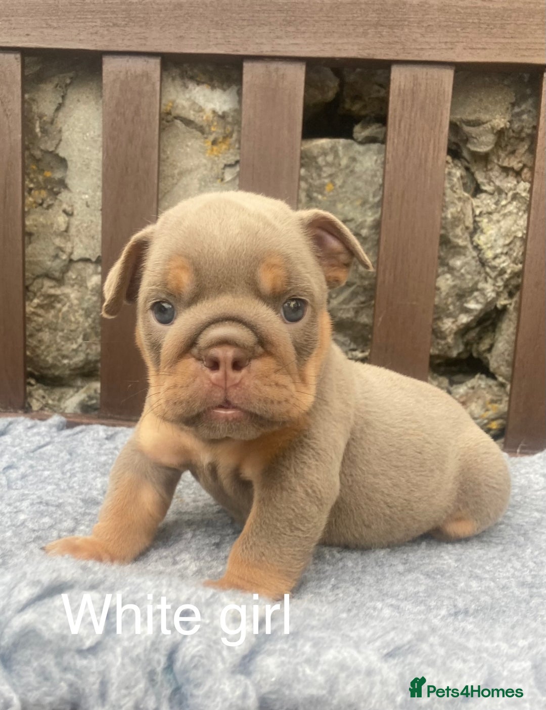 English Bulldog dogs for sale: KC REGISTERED LILAC & TAN ENGLISH BULLDOG PUPS - Image 20