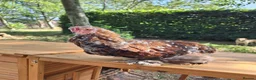 Chickens poultry for sale: Frizzle and Brahma Cockerels 10 weeks old for sale - Advert 5