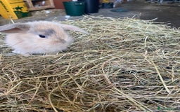 Lionhead rabbits for sale: Lion head x mini lop  - Image 16