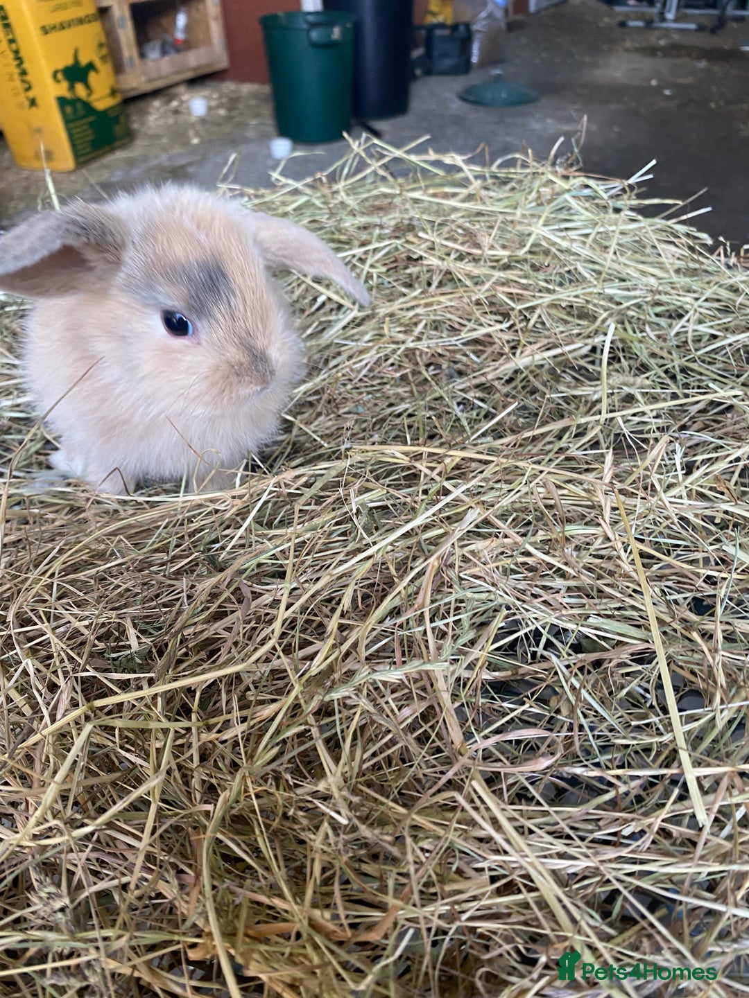 Lionhead rabbits for sale: Lion head x mini lop  - Image 16